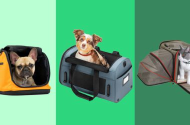 Family Pet Travel Carriers: A Necessity When You Are on the Go